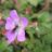 Geranium hybr. 'Sylvias Surprise'