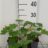Geranium hybr. 'Terre Franche'