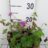Geranium hybr. 'Tiny Monster'