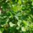 Ginkgo bil. 'Fastigiata Blagon'®