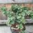 Ginkgo bil. 'Troll'