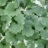 Glechoma hed. 'Variegata'