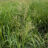 Glyceria maxima