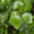 Griselinia littoralis
