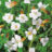 Gratiola officinalis