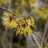 Hamamelis int. 'Arnold Promise'