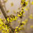 Hamamelis int. 'Westerstede'