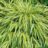 Hakonechloa macra 'Aureola'