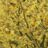 Hamamelis int. 'Arnold Promise'