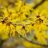 Hamamelis virginiana