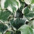 Hedera alg. 'Gloire de Marengo'