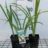 Hemerocallis hybr. 'Arctic Snow'