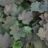 Heuchera hybr. 'Brownies'®