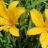 Hemerocallis citrina