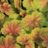 Heuchera hybr. 'Delta Dawn'®