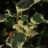 Hedera colch. 'Dentata Variegata'