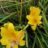 Hemerocallis hybr. 'Double River Wye'