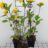 Helianthus decap. 'Soleil d'or'