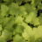 Heuchera hybr. 'Electric Lime'®