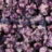 Heuchera hybr. 'Forever Purple'®