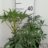 Helleborus foet. 'Wester Flisk'