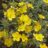 Helianthemum hybr. 'Golden Queen'