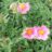 Helianthemum hybr. 'Lawrenson's Pink'
