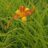 Hemerocallis hybr. 'Frans Hals'