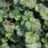 Heuchera hybr. 'Mint Frost'®