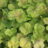 Heuchera hybr. 'Miracle'®