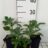 Helleborus or. 'Green'