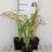 Hemerocallis hybr. 'Painted Trillium'