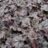 Heuchera hybr. 'Shangai'®