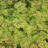 Heucherella hybr. 'Solar Power'®