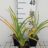 Hemerocallis hybr. 'White Temptation'