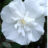 Hibiscus syr. 'White Chiffon'® (= 'notwoodtwo'®)