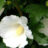 Hibiscus syr. 'Totus Albus'