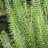 Hippuris vulgaris