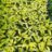 Hosta hybr. 'Fire Island'