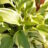 Hosta hybr. 'Gypsy Rose'