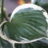 Hosta hybr. 'Minute Man'