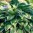 Hosta hybr. 'Undulata Albomarginata'