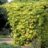 Humulus lupulus 'Aureus'