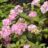 Hydrangea serr. 'Preziosa'