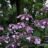 Hydrangea villosa