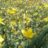 Hypericum olymp. 'Citrinum'