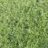 Hyssopus officinalis