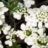 Iberis semp. 'Zwergschneeflocke'