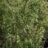 Ilex cren. 'Caroline Upright'