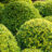 Ilex cren. 'Dark Green'®